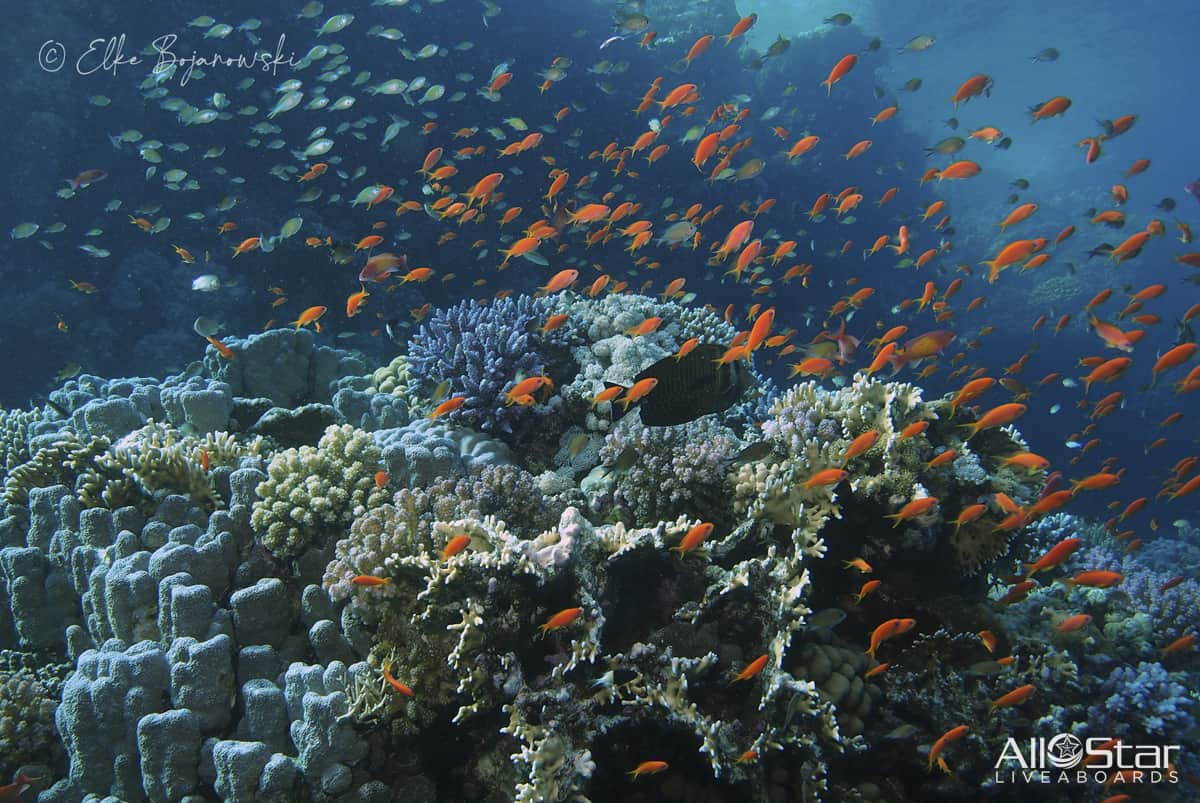 Red Sea North Liveaboard Aug 11-Aug 18 2025