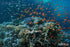 Red Sea North Liveaboard Aug 11-Aug 18 2025