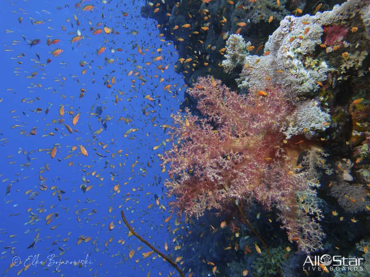 Red Sea BDE Liveaboard June 16-23 2025