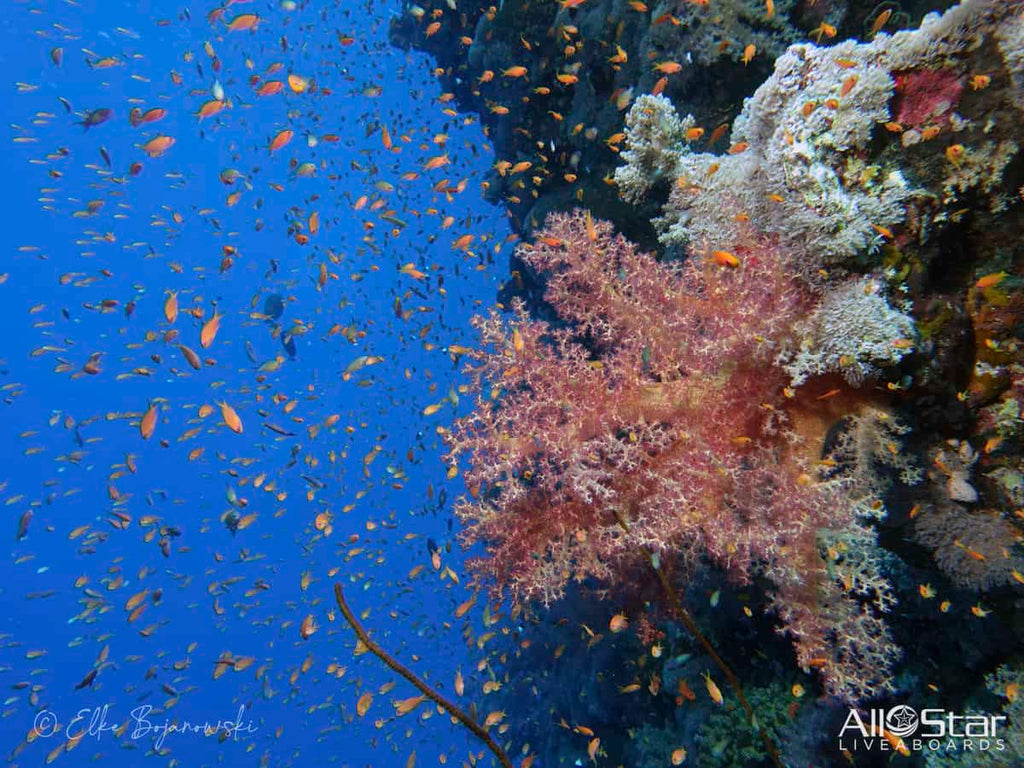 Red Sea BDE Liveaboard June 16-23 2025