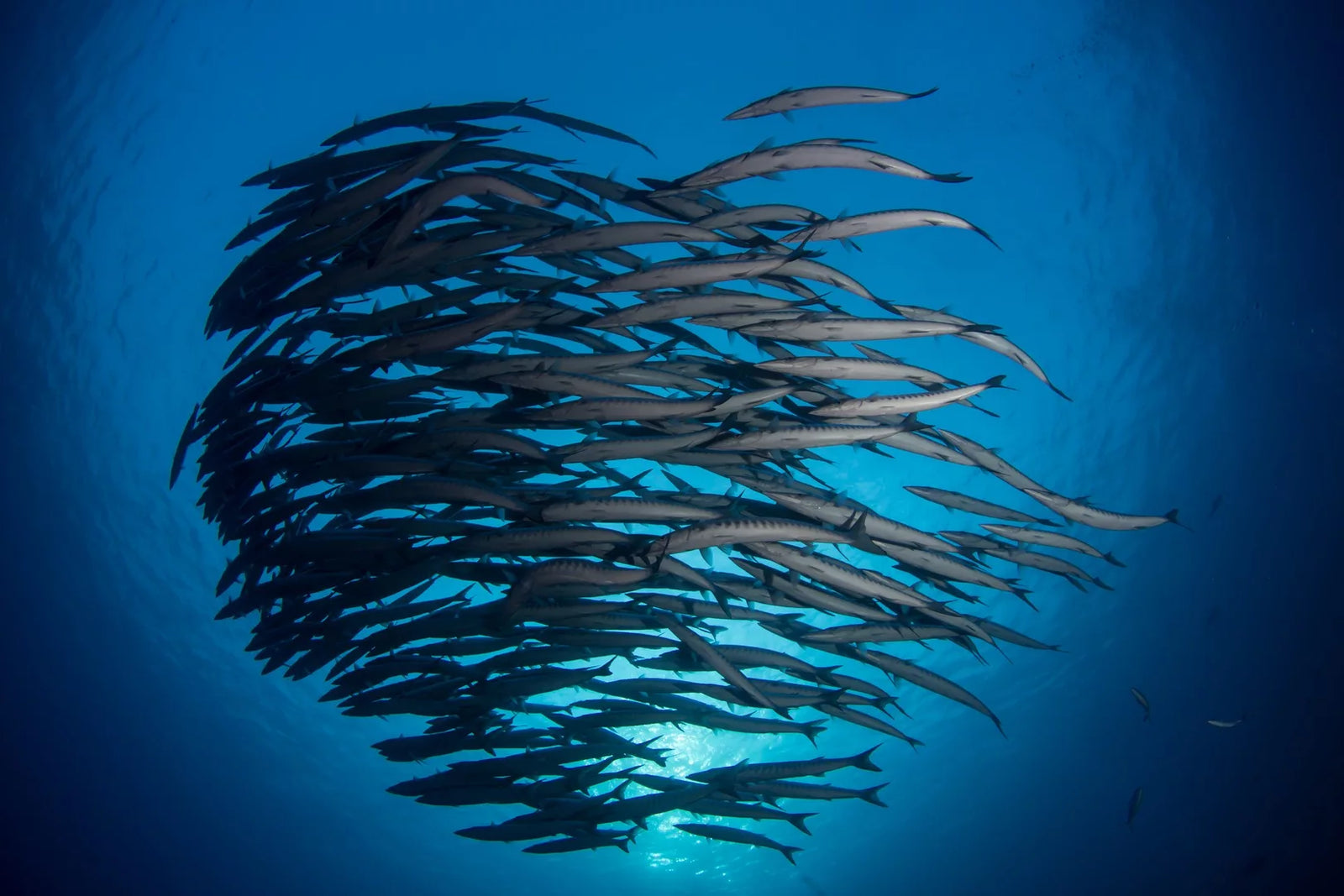 Red Sea North Liveaboard Aug 11-Aug 18 2025