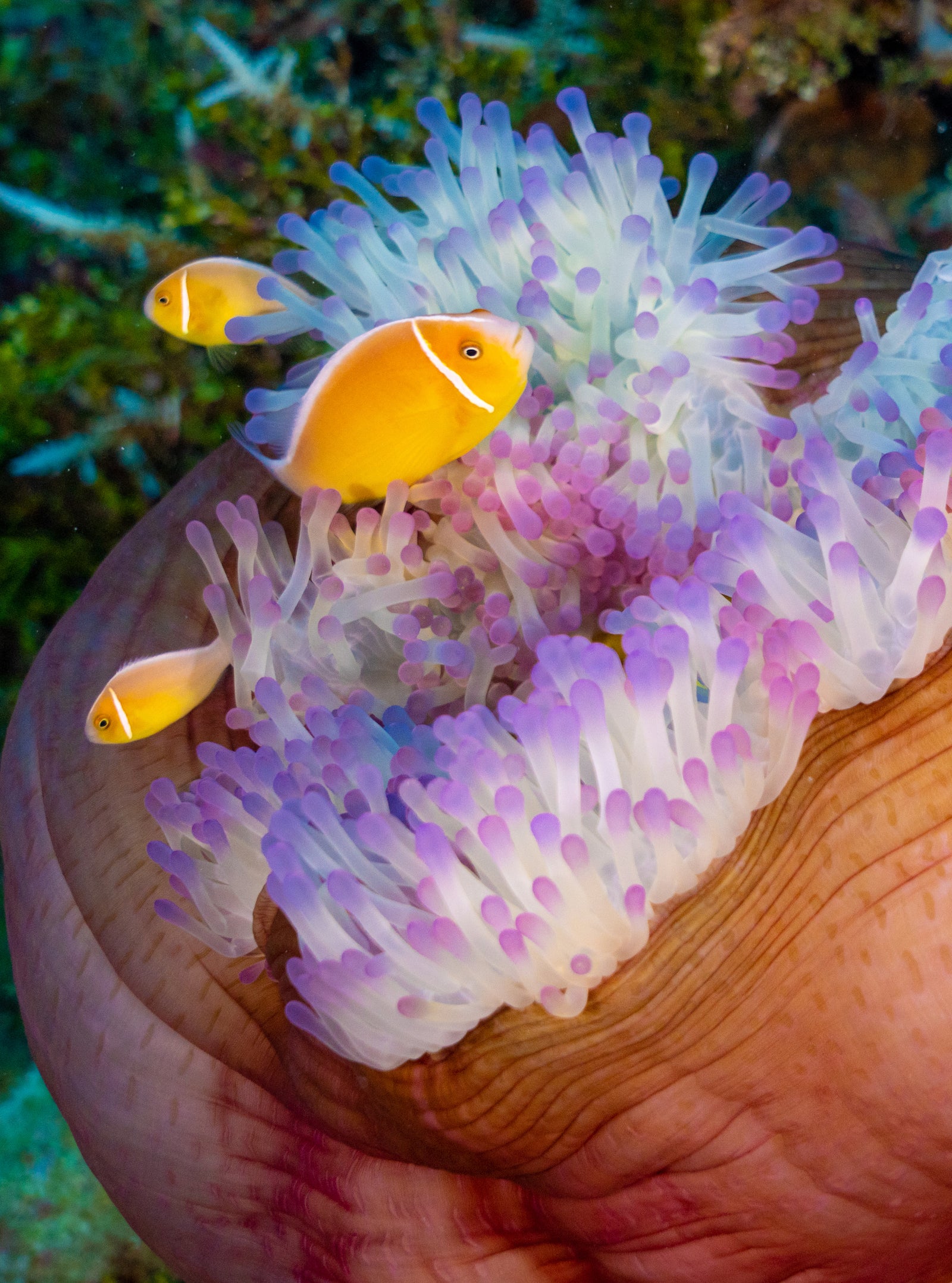 Palau NYE Liveaboard 12/29/25-1/5/26 Full Moon Spawning Special