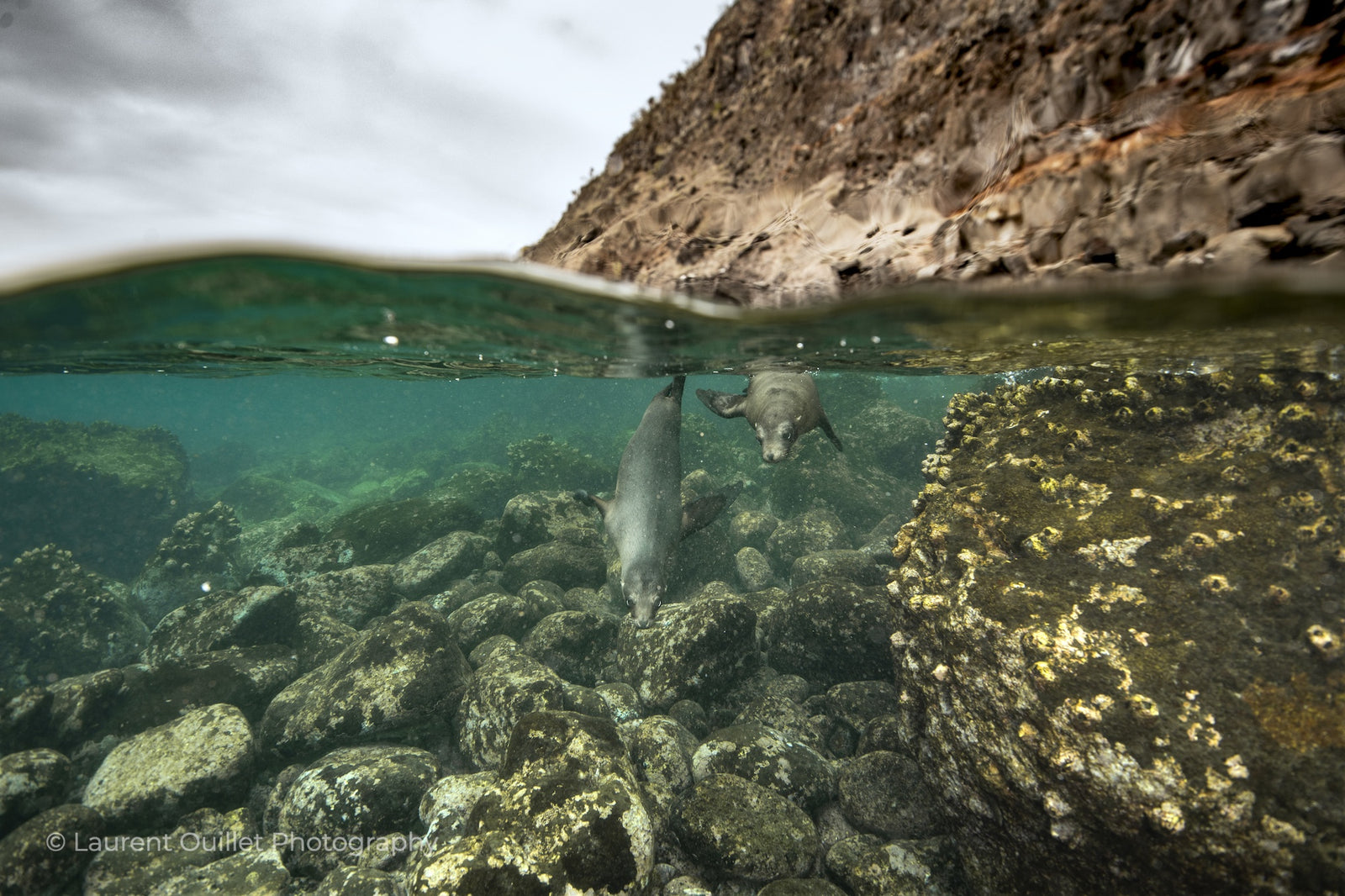 Galapagos Islands 4/26 - 5/3/2025