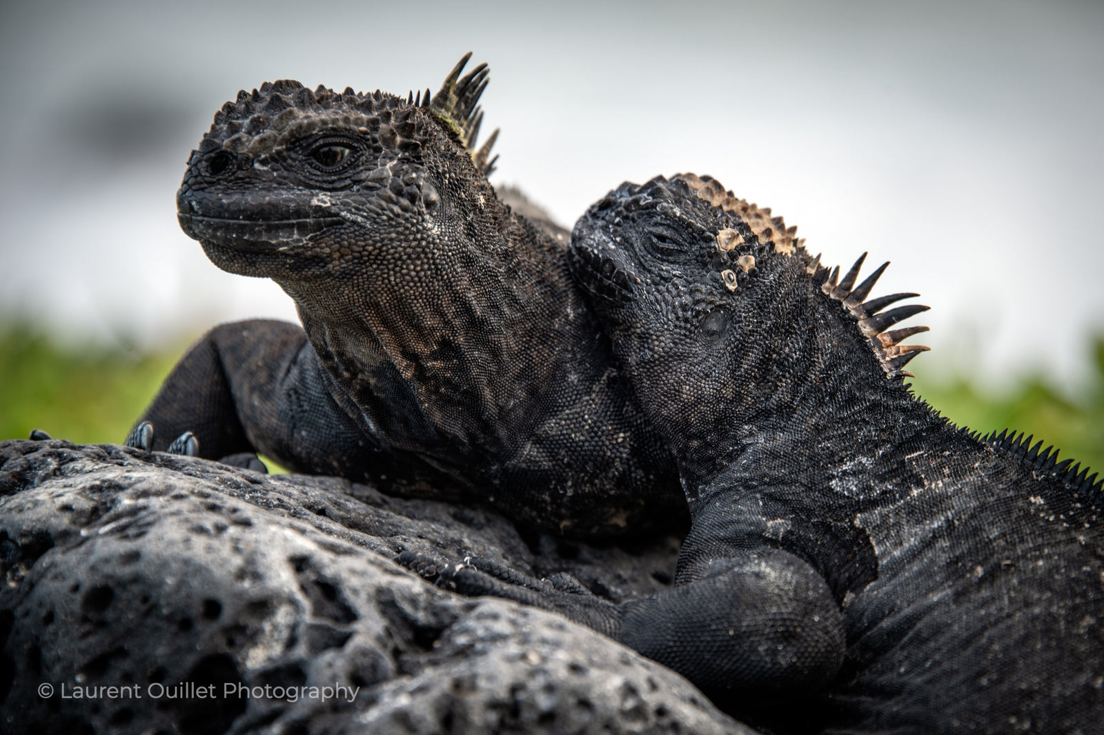 Galapagos Islands 4/26 - 5/3/2025