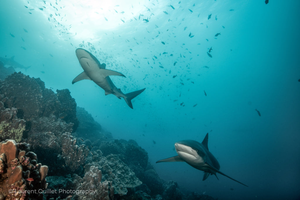 Galapagos Islands 4/26 - 5/3/2025