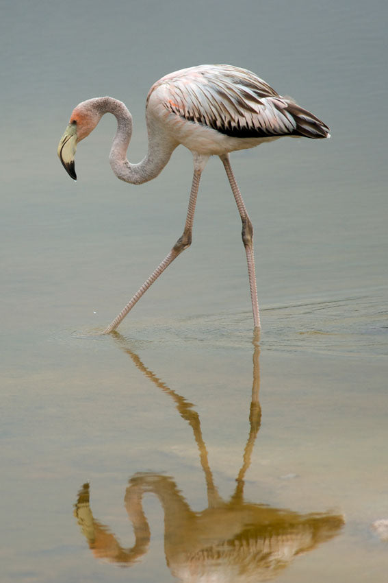 Galapagos Islands 4/26 - 5/3/2025