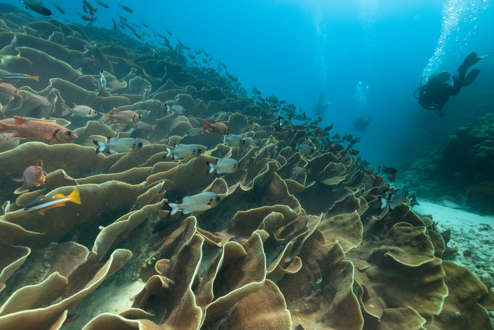 Palau NYE Liveaboard 12/29/25-1/5/26 Full Moon Spawning Special