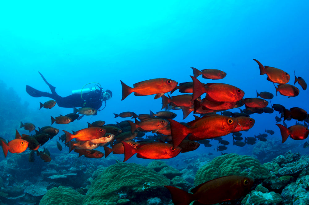 Palau NYE Liveaboard 12/29/25-1/5/26 Full Moon Spawning Special