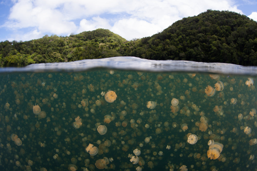 Palau NYE Liveaboard 12/29/25-1/5/26 Full Moon Spawning Special