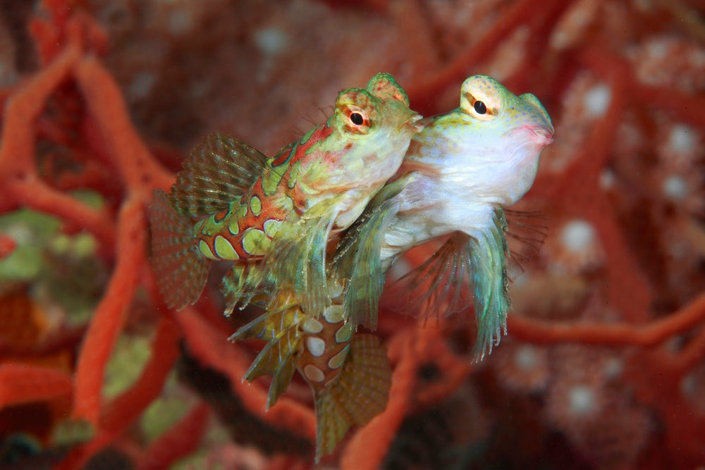 Palau NYE Liveaboard 12/29/25-1/5/26 Full Moon Spawning Special