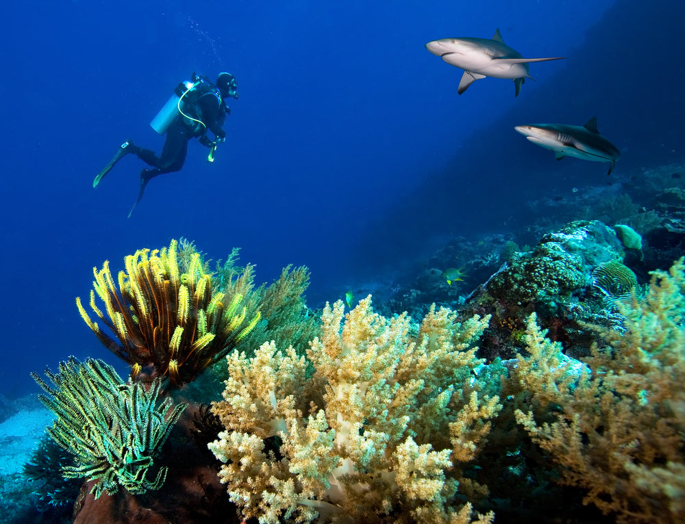 Palau NYE Liveaboard 12/29/25-1/5/26 Full Moon Spawning Special