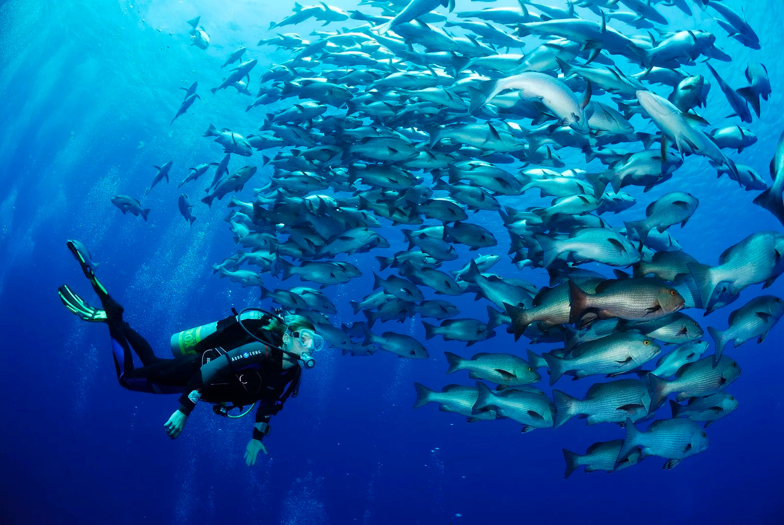 Red Sea North Liveaboard Aug 11-Aug 18 2025